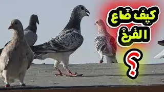 الاجواء الي مثل هيك جيده ام غير صحيه لطيران الفراخ