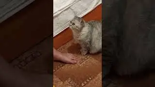 немогу описать как я люблю эту поммолочку🥺❤️