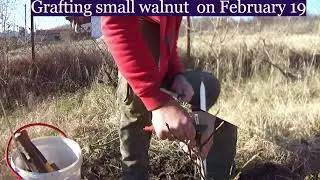 2 successful grafts on a pear tree, failure on a walnut tree with Whip/Tongue Grafting