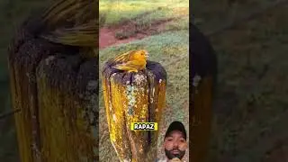 #canario #aves #passaros #tiziu #f&ecirc;meadetiziu #animais #fypviral #fypyoutube #fouryou