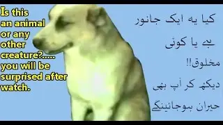 An Animal Visits the shrine of Imam Ali Raza Mashhad Iran