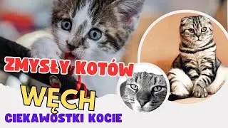 Węch kocie zmysły