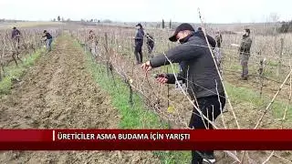 &Uuml;reticiler asma budama i&ccedil;in yarıştı