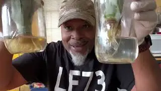 Grow Pineapples from the Store Fast and Easy