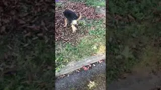 Main trailing with puppy