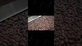 Cocoa Roasting Process|Cocoa Roaster Machine