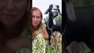 День сурка #animals #алабай #goat #козы #dog #деревенскаяжизнь