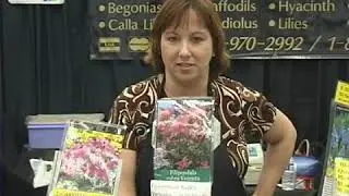 Filipendula Flowers for Shade Gardens
