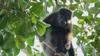 America's Primate Paradise: Exploring the World of Monkeys and Apes #animal2024 #wildlife