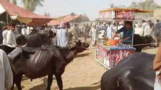 cow 🐄🐮 cars mitang#horsebreeding #cow #animalsbreeding