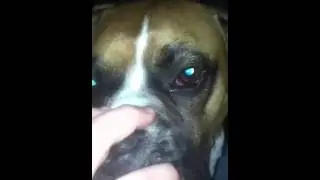 Dogs eyes change color
