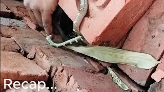 साँप के डसते ही निकला लहू का सैलाब ...7764902705 #viralreel #Pradeepsnakerescue #wolfsnake