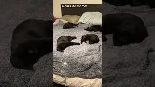 @goldeelx72: #cat  #catlover #kitty