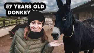 We meet the King-Size donkey | Donkey Sanctuary, Family Travel (VLOG 003)