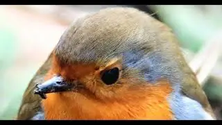 Fact File - Robin - Erithacus rubecula