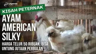 AYAM HIAS AMERICAN SILKIE, SI AYAM BULU KAPAS DARI AMERIKA