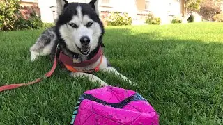 Siberian Husky Hold and Release Command for Fetch with Ball