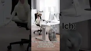 POV: Rambazamba f&uuml;r denn Job #funnyanimal #funny #cat #funnycat #lustig