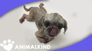 Dog never gives up trying to walk