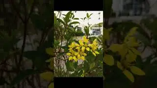 Before and after part 4 - Yellow Flowers #photographer
