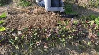# 68 Plant Fava Beans and Bunny tail grass (unintentional ASMR)・不揃いな発芽のソラマメとバニーテールグラスの定植