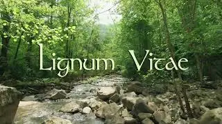 LIGNUM VITAE (Tree of Life) | Ethereal Celtic Earth Song | @TheDarkeyedMusician