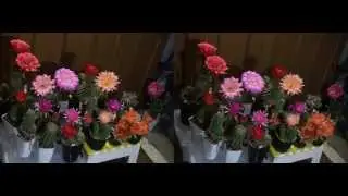 Lobivia hybrid 'Comedy' in 3D Part I