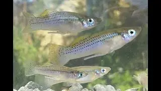 Gambusia punctata. Mosquitofish