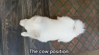 Chikku and His Funny Sleeping Styles🥱