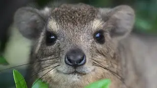 18 Interesting Facts about Hyraxes (FAQs)🐾🐾🐾