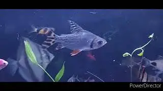 relaxing video of fish and panda goldfish.@MayurDevAquascaper @BUBBLE'S AQUARIUM DHANBAD