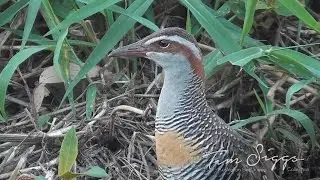 Buff Banded Rail (Gallirallus philippensis) Australian Bird Media.
