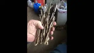 How to Grow Shrubs for Free     Burning Bushes