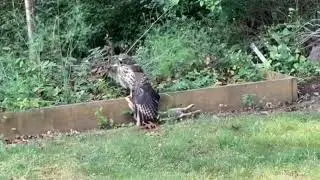 Birds fighting  #BirdsHunting #NaturePredation #wildlifebehavior #anil #viral #youtuber