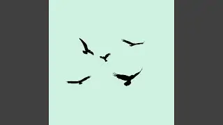 Birds fly