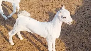 Worlds Pure Barbari Goat Kids |  Documentary