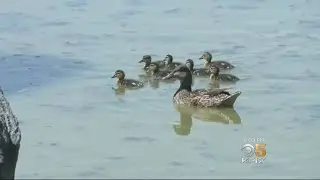 Livermore Residents Protest Plan To Get Rid Of Ponds