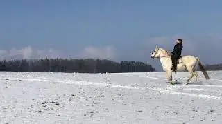 Privatgest&uuml;t M&ouml;ningerberg - PRE Andalusian Stallion Isleno in snow
