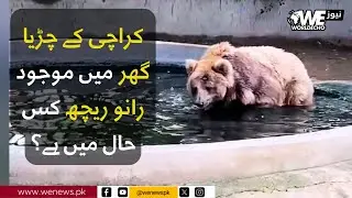 What Is The Condition Of Rano Bear In Karachi?| WE NEWS