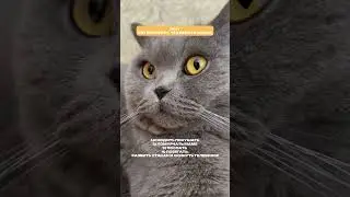 Как вы думаете, действительно 4 вариант самый интрересный? 🌸 #britishcat #cat #видосыоткота