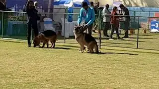 dog show at jamshedpur $loyala ground. gud experience