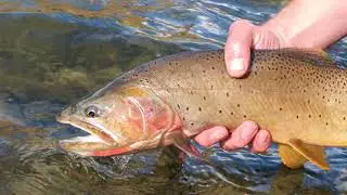 Absaroka - Beartooth Wilderness