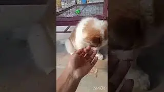 Tura Road Paikan Goalpara Assam,783126, DOGTOPIA, PET, SHOP,, AVAILABLE, FOR: DOG, CAT, BIRD, FISH,