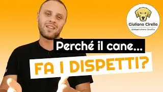 🐶 Perch&eacute; il Cane fa i Dispetti? Ecco Tutta la Verit&agrave; | Giuliano Addestratore