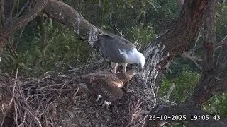 Dinner in the nest for SE36 / 19:02 / 26-10-2025 / Sea-EagleCAM