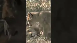 2, Survival Instincts African Lion