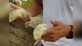 Aritonnic How to Pair up Leachies