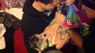 Screaming pug getting nails cut