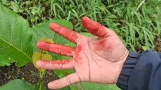 teak leave is amazing #teak #leave #tree #plant_trees