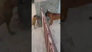 Dogs bark through gate but quickly back down when it opens